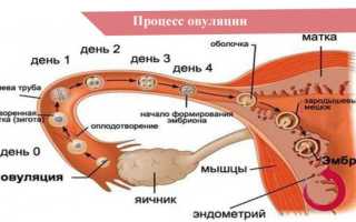 Тесты на овуляцию: как правильно оценить результат