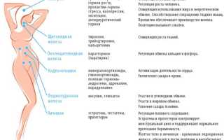 В чем польза растительных эстрогенов для организма